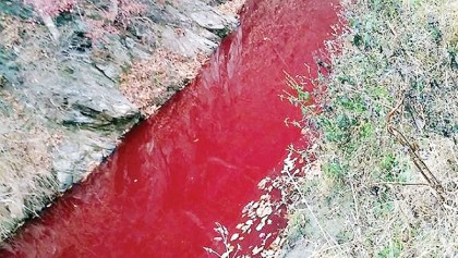 Mass pig slaughter stains Korean river red
