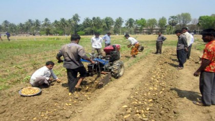 Mechanized harvester gains popularity in Rajshahi