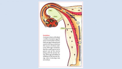 ­­Menstruation and Menopause