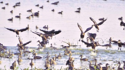 Migratory birds battle poachers in Khulna