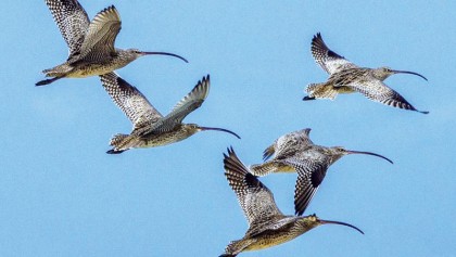 Migratory birds, marine species under threat