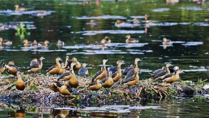 Declining migratory birds