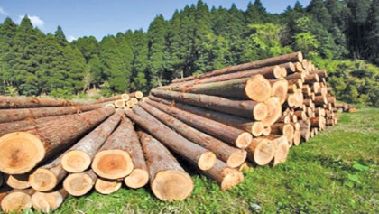 Mindless felling of trees