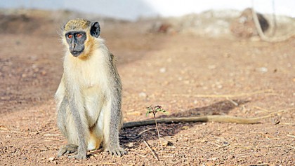 Monkey experiments offer clues on origin of language