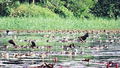 More winged guests arrive at JU this year