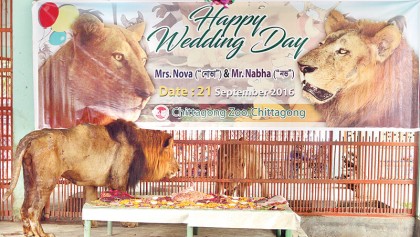 Nabha and Nova tie the knot at Ctg Zoo