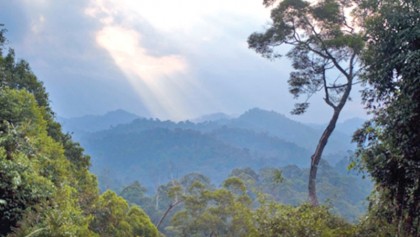 Natural climate solutions: Optimal approach 
to averting climate catastrophe