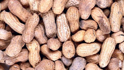 New treatment could 
be breakthrough 
against peanut allergy

