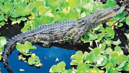 Man-eating Nile crocodile 
found in Florida