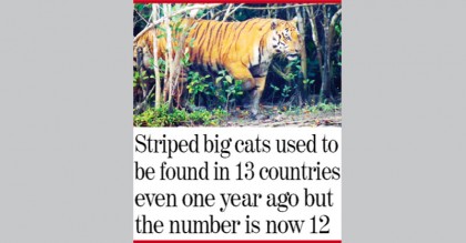 ‘Number of tigers in 
Sundarbans to rise’