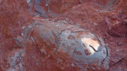 130 Million Year Old Dinosaur Eggs Found 
