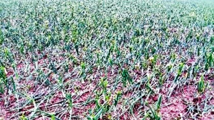 Onion farmers fear the worst after hailstorm 