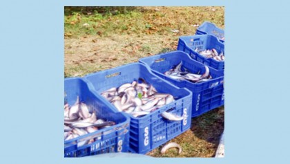 ‘Pabda’ farming fetches handsome profits 