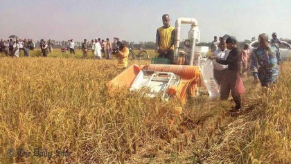 Paddy harvesting from Santals’ disputed land begins in Gaibandha