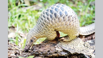 Crisis deepens as whistleblower doctor dies
