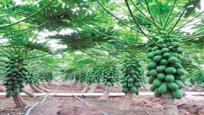 Papaya farming gains popularity 