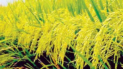 Call for parija rice 
cultivation to ensure food security stressed