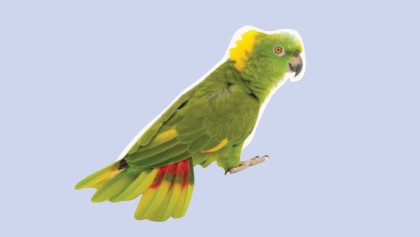 How Parrots Produce Colourful Feathers