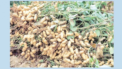Peanut farming gains popularity in char areas