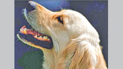 Pet dogs may speed brain cancer trials 