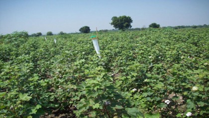 Pheromone trap promotion can ensure chemical-free foods