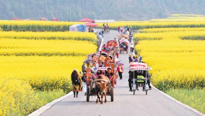 Canola flowers in full bloom in Luoping