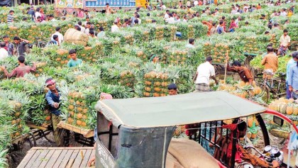 Pineapple growers demand processing centre 
