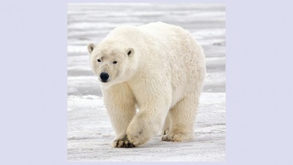 Polar bears can’t catch enough seals to stay fed