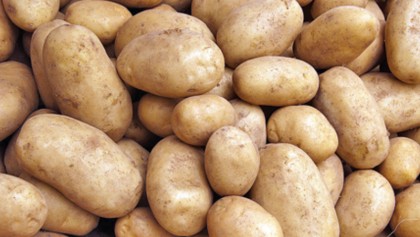Potato farmers suffer losses