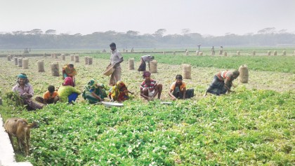 Potato growers feel frustrated as prices plummet in Bhola