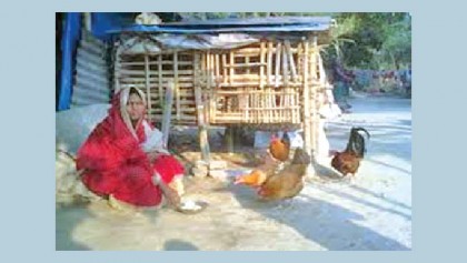 Poultry birds rearing helping marginalised women 