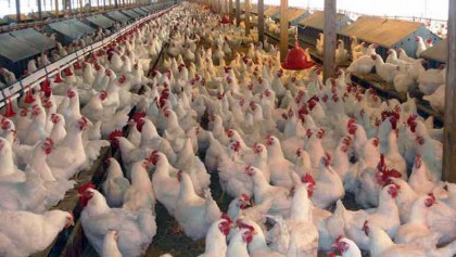 Poultry sector cuts poverty, meets nutrition, say experts