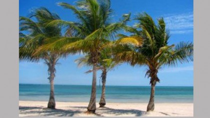 Palm tree plantation gets underway in Sherpur