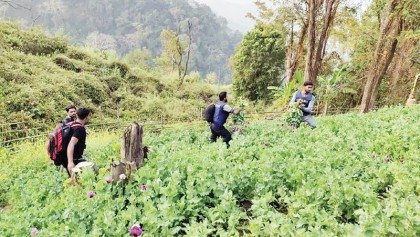 RAB destroys poppy fields in Bandarban