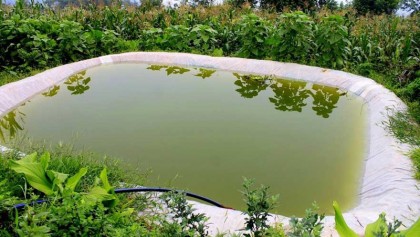 Rainwater dashes watermelon farmers’ dream