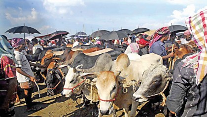 Rajshahi cattle traders wait for customers