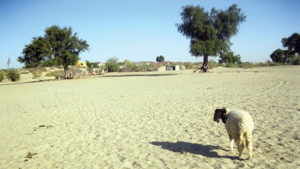 Drought takes toll on Tharparkar 