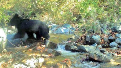 Rare Asiatic Black Bear spotted in Demilitarised Zone