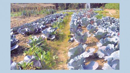 Red cabbage boon for Noakhali farmers