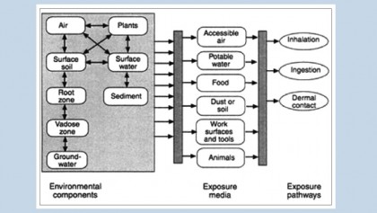 Reproductive health and 
environmental exposure