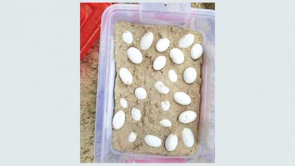 Reptile eggs found in Australian school sandpit