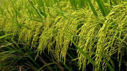 Rice price