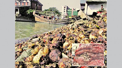 Rotten onions in canal while price skyrockets