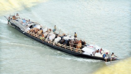 Sacrificial animals begin arriving in cattle markets