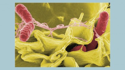 Salmonella related questions and answers