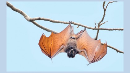 Scientists to stop devastation 
of Zika-like pandemics
