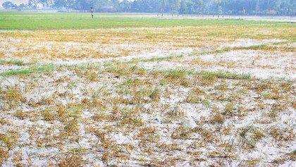 Scores affected in flood in Naogaon district