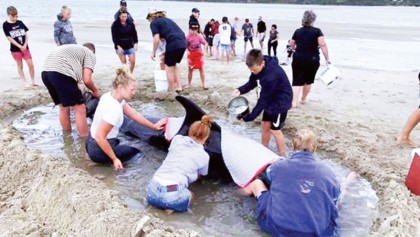 Seven stranded whales refloated in NZ
