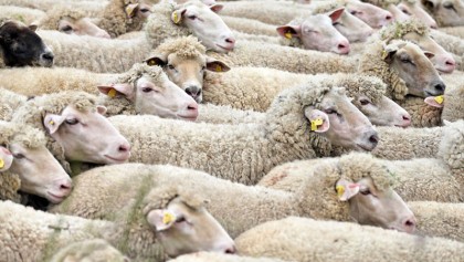 Sheep wool brings success in shawl, blanket production
