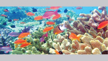 Shielding coral reefs for environmental security